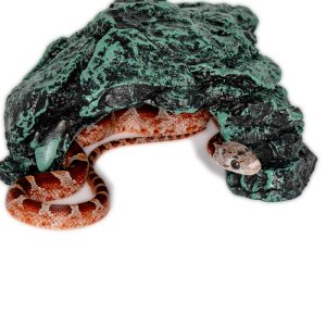 Bloodred Masque Pied Sided White Head