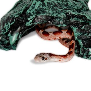 Bloodred Masque Pied Sided White Head