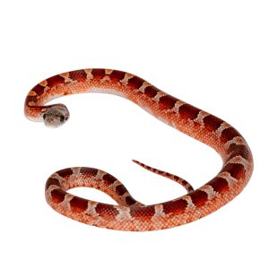 Bloodred Masque Pied Sided White Head