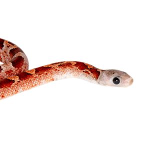 Bloodred Masque Pied Sided White Head