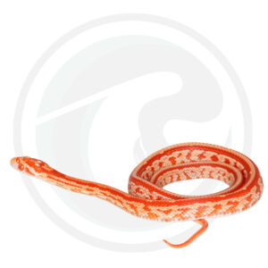 Amel Masque Tessera