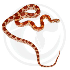 Hypo