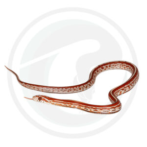 Hypo Masque Tessera