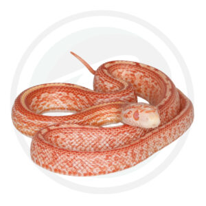 Amel Hypo Masque Tessera