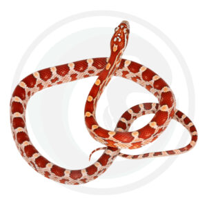Hypo Masque