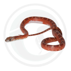 Bloodred Pied Sided