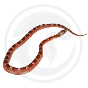 Bloodred Pied Sided White Head