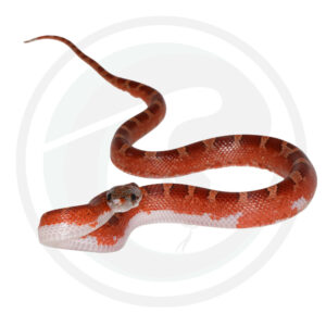 Bloodred Pied Sided White Head