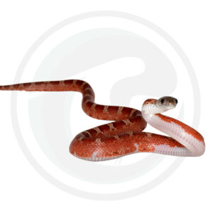 Bloodred Pied Sided