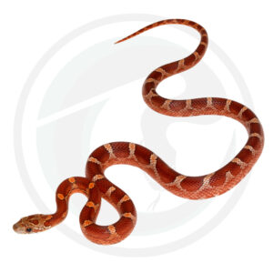 Bloodred Masque