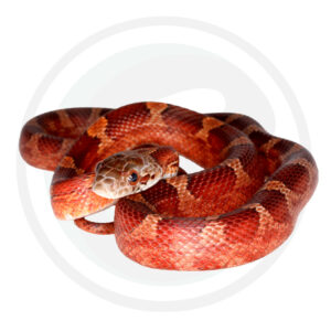 Bloodred Masque