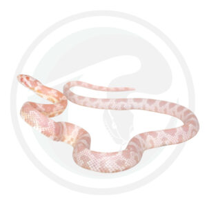 Snow Masque Okeetee