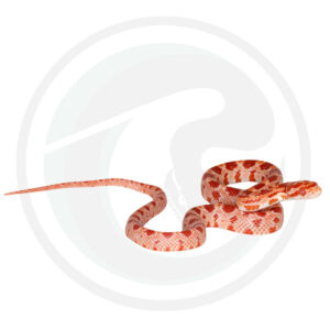 Coral Amel Masque Okeetee