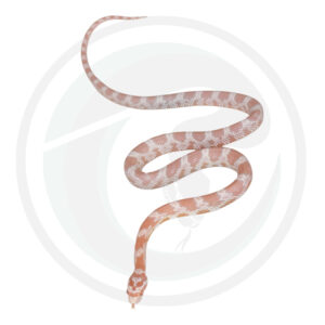 Coral Snow Masque Okeetee