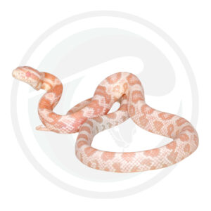 Coral Snow Masque Halo 