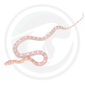 Coral Snow Masque Tessera Halo