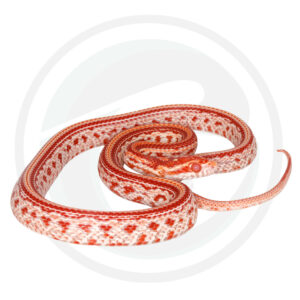 Amel Masque Tessera Okeetee