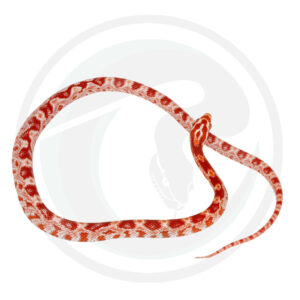 Amel Masque Okeetee