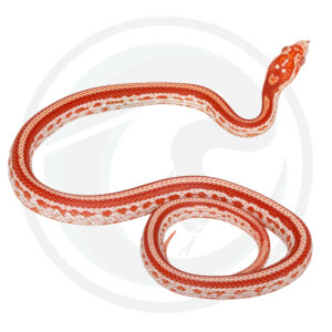 Amel Masque Tessera Okeetee
