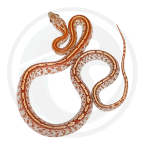 Ultra Masque Tessera
