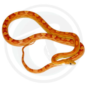 Ultramel Masque Motley
