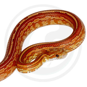 Hypo Tessera