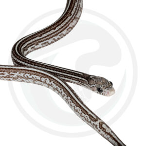 Charcoal Tessera