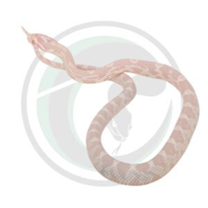 Coral Snow Masque Okeetee