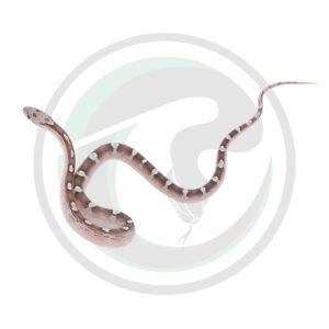 Pewter Masque Motley Okeetee