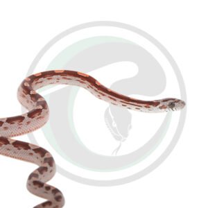 Masque Coral Motley Okeetee