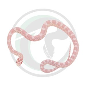 Coral Snow Masque Okeetee