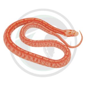 Fire Masque Tessera Hypo