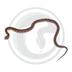 Tessera