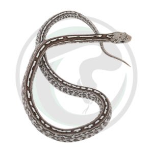 Super Masque Tessera Anerythristic