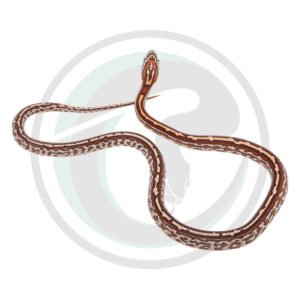 Tessera