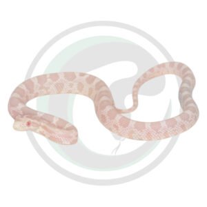 Coral Snow Halo
