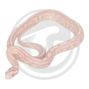Coral Snow Halo Tessera