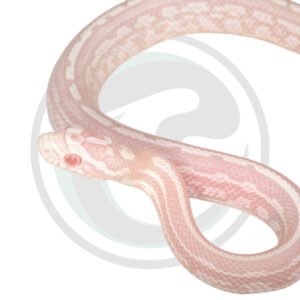 Coral Snow Halo Tessera