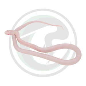 Quartz Masque Motley Poss Hypo