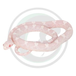 Avalanche Masque Motley Poss Hypo