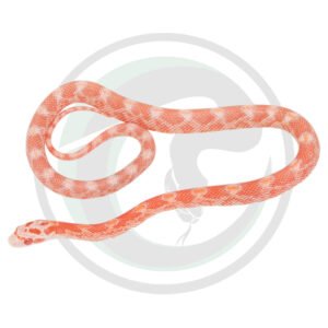 Hypo Fire Masque