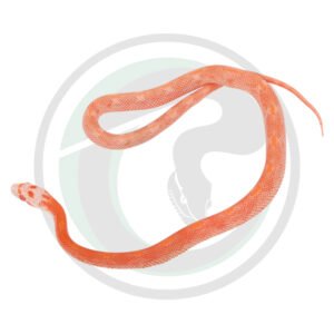 Hypo Fire Masque Motley