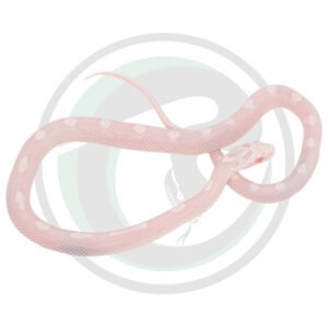 Avalanche Masque Motley Poss Hypo