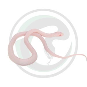 Quartz Masque Motley Poss Hypo