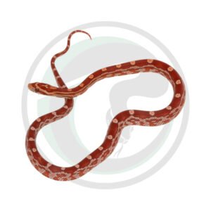 Hypo Motley
