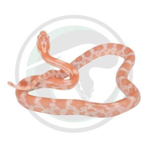 Opal Hypo