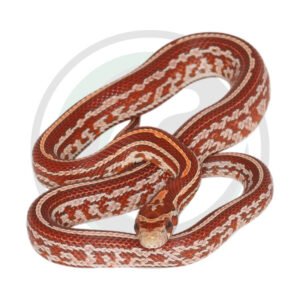 Hypo Teseera