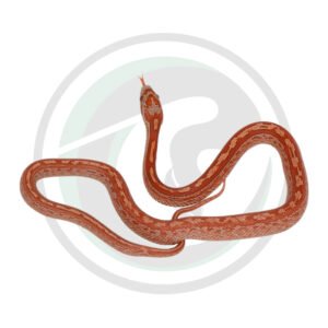 Masque Tessera Diffused Hypo