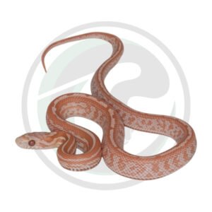 Opal Hypo Masque Tessera