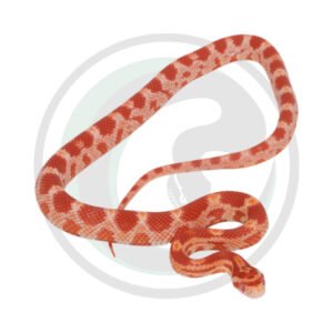 Amelanistic Hypo